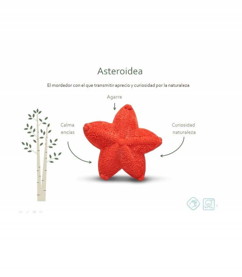 Mordedor Asteroidea de Lanco